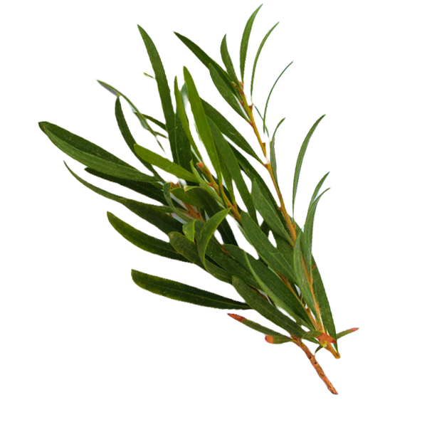 Tea Tree